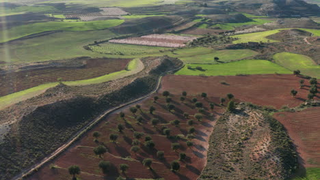 Spanien-Ländliche-Agrarlandschaft-Provinz-Teruel-Olivenbäume-Und-Ackerland